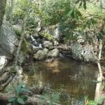 Shallow forest creek with clear water flowing over rocks and roots beneath dense greenery.
